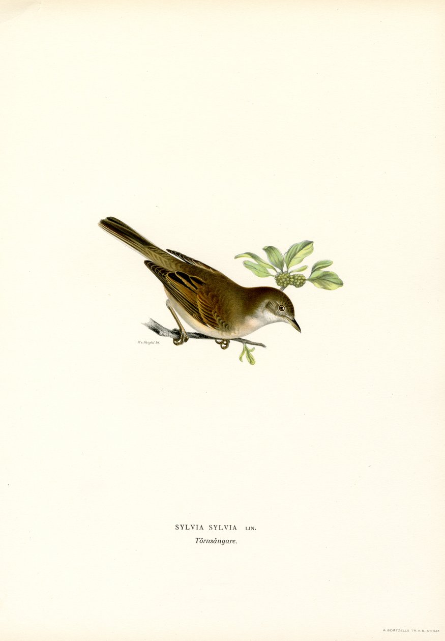 Whitethroat (färg litho) av Magnus Ferdinand and Wilhelm von Wright