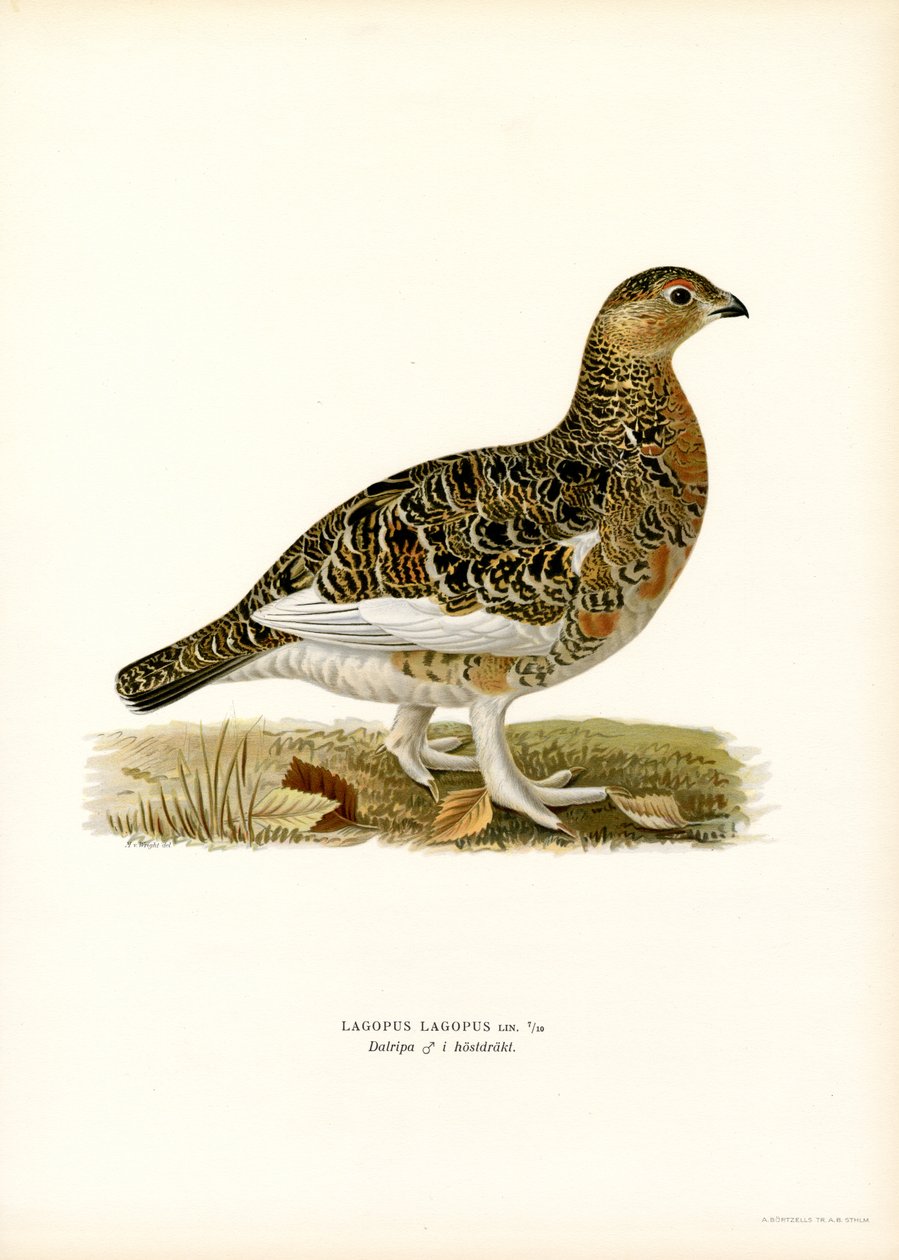Pilripa (litho i färg) av Magnus Ferdinand and Wilhelm von Wright