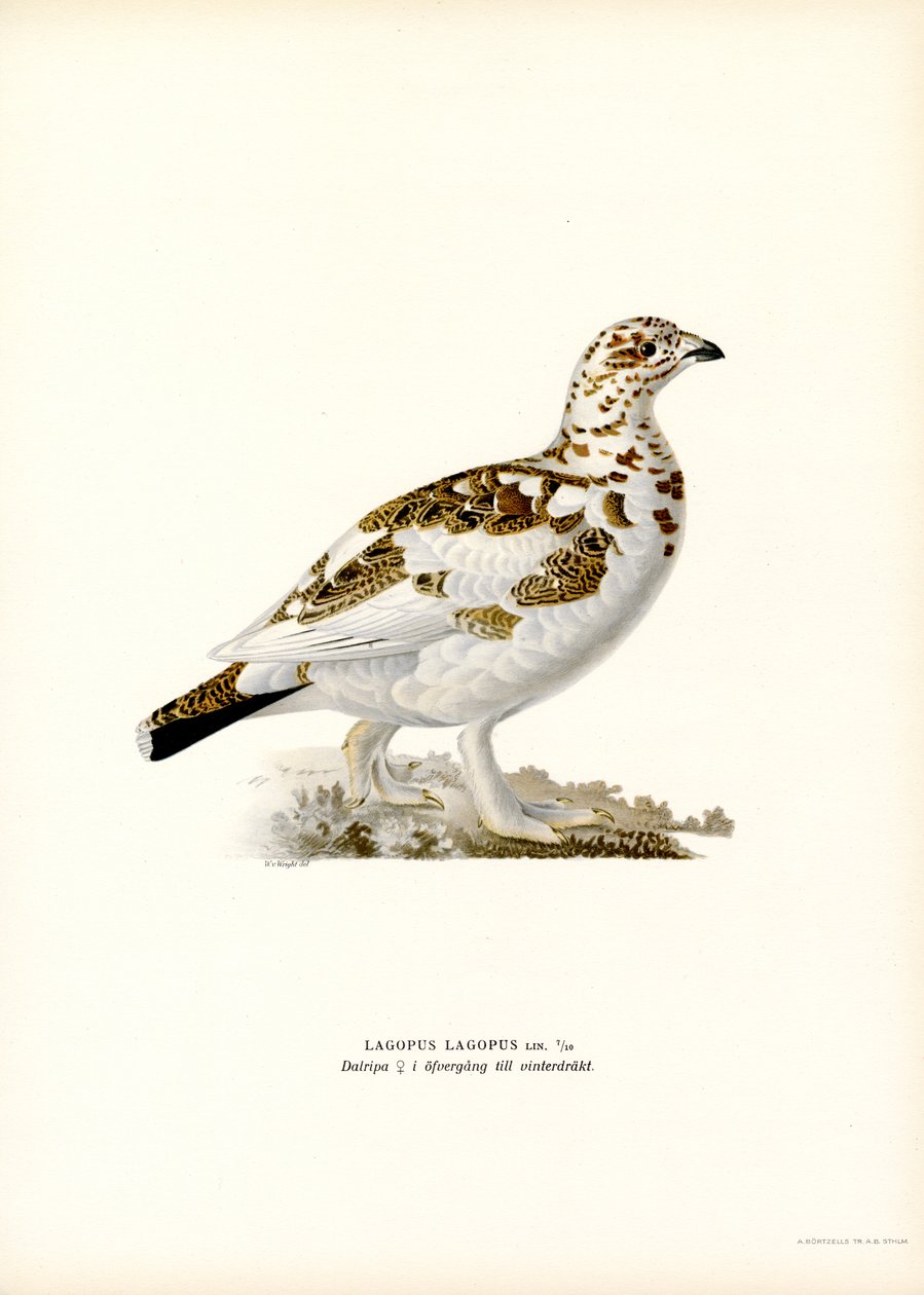 Pilripa (litho i färg) av Magnus Ferdinand and Wilhelm von Wright
