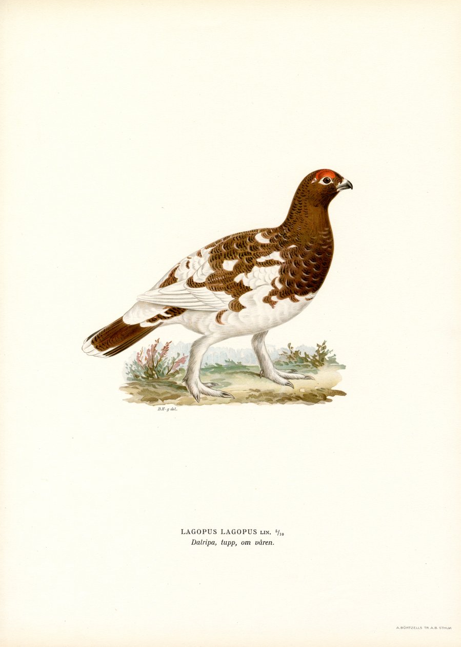 Pilripa (litho i färg) av Magnus Ferdinand and Wilhelm von Wright