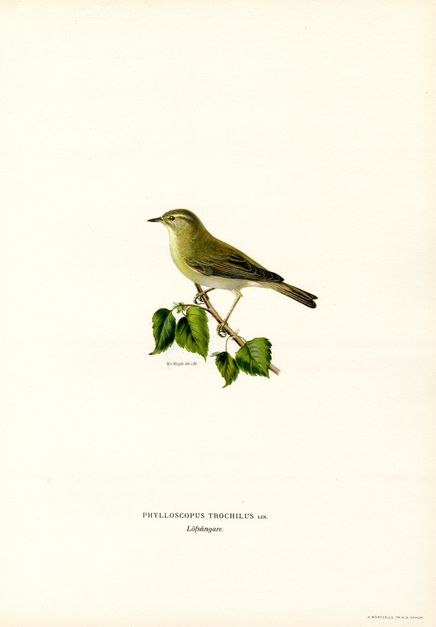Willow Warbler (färg litho) av Magnus Ferdinand and Wilhelm von Wright
