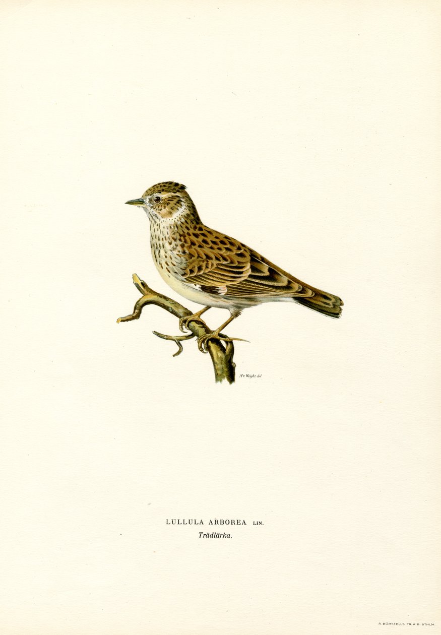 Trälärka (färg litho) av Magnus Ferdinand and Wilhelm von Wright