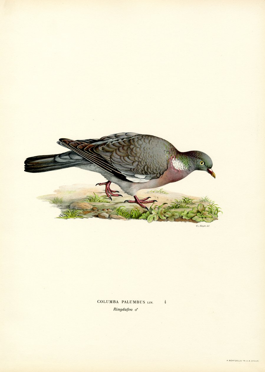 Wood Pigeon (färg litho) av Magnus Ferdinand and Wilhelm von Wright