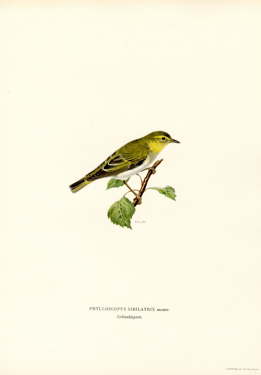 Träsångare (färg litho) av Magnus Ferdinand and Wilhelm von Wright