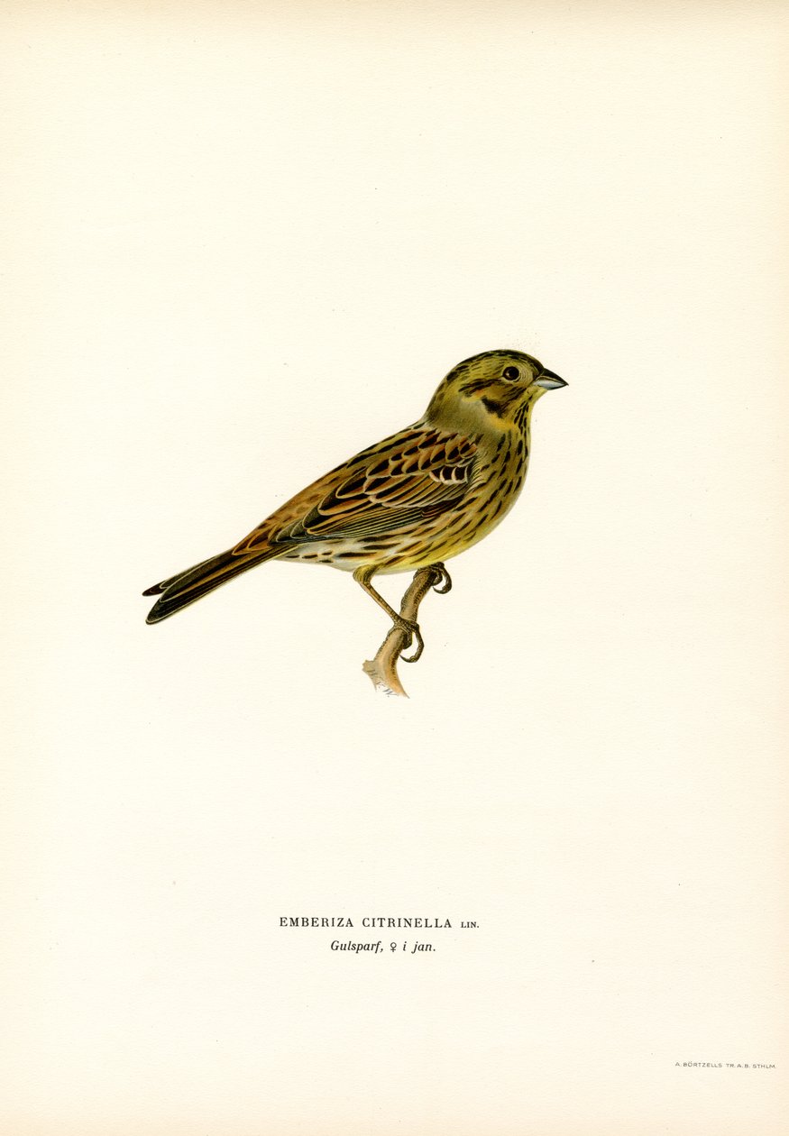 Yellow Bunting (färg litho) av Magnus Ferdinand and Wilhelm von Wright
