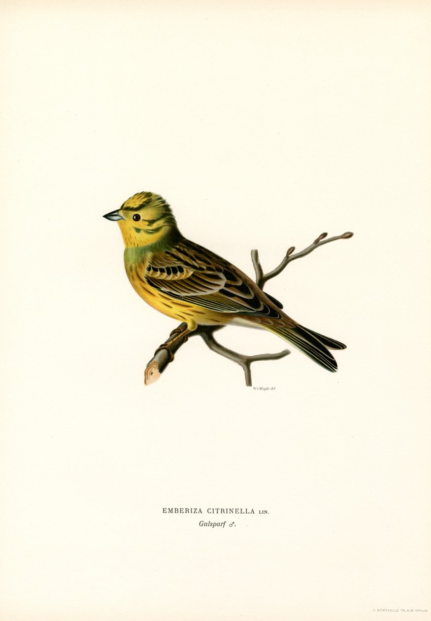 Gul Bunting (färg litho) av Magnus Ferdinand and Wilhelm von Wright