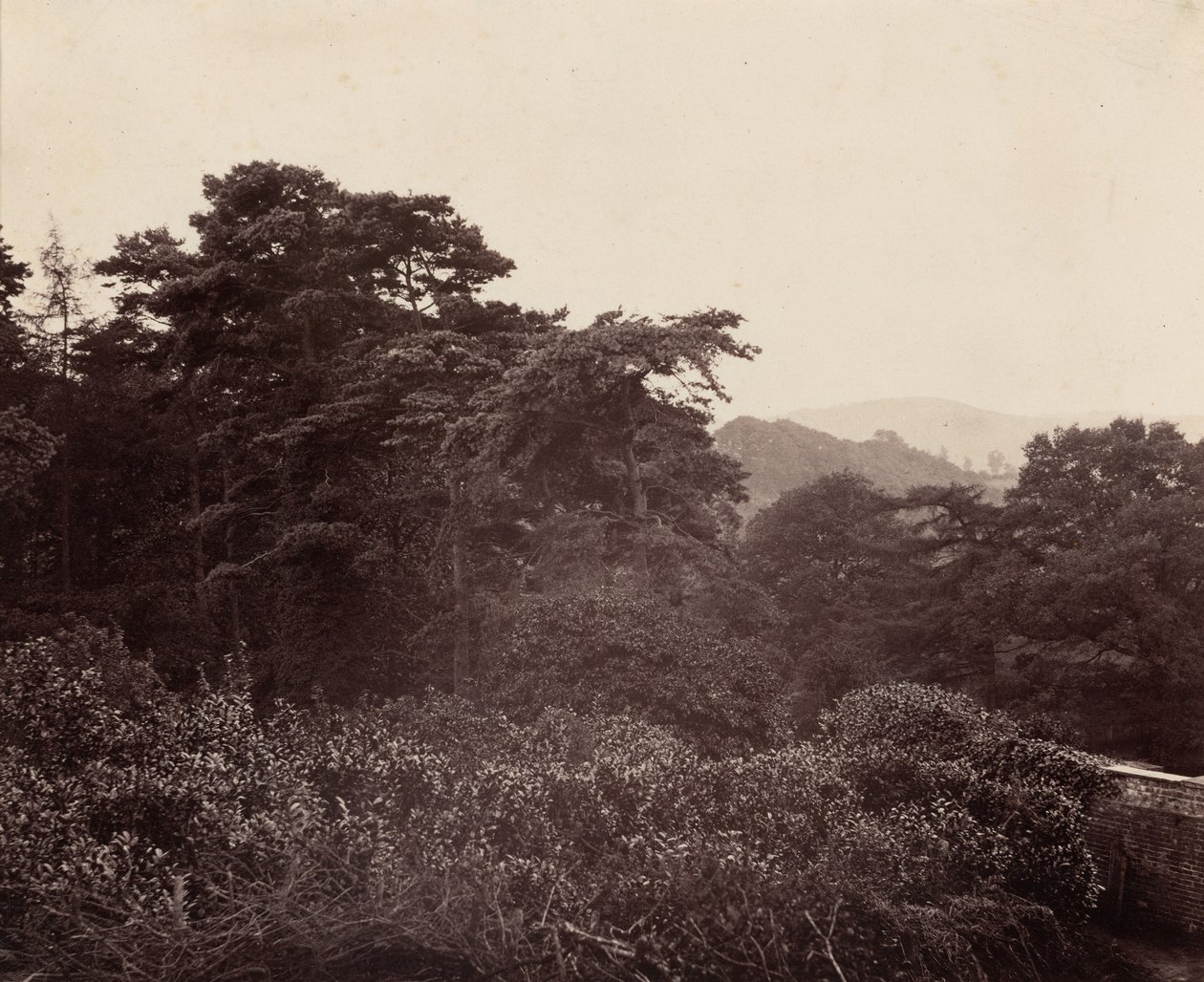 Studie av lövverk,ca. 1863 (foto) av Major Francis Gresley