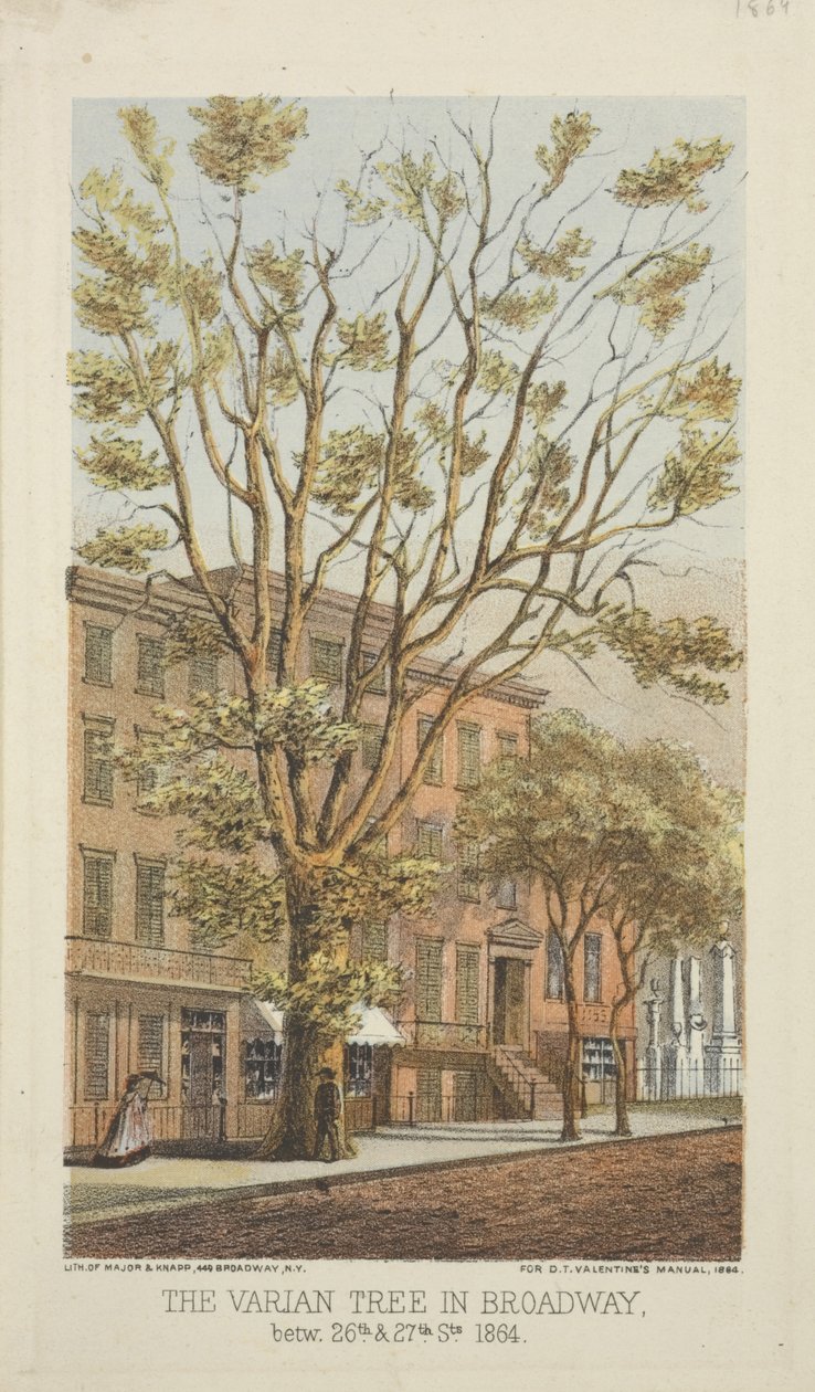 The Varian Tree i Broadway, mellan 26th och 27th Streets, 1864 av Major and Knapp