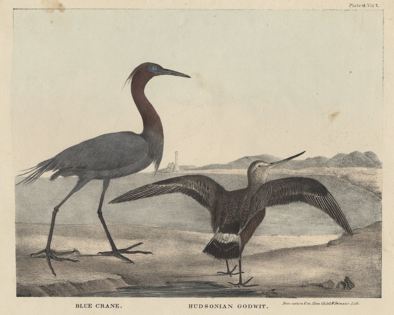Blue Crane, Hudsonian Godwit, litho av Childs und Inman, från 