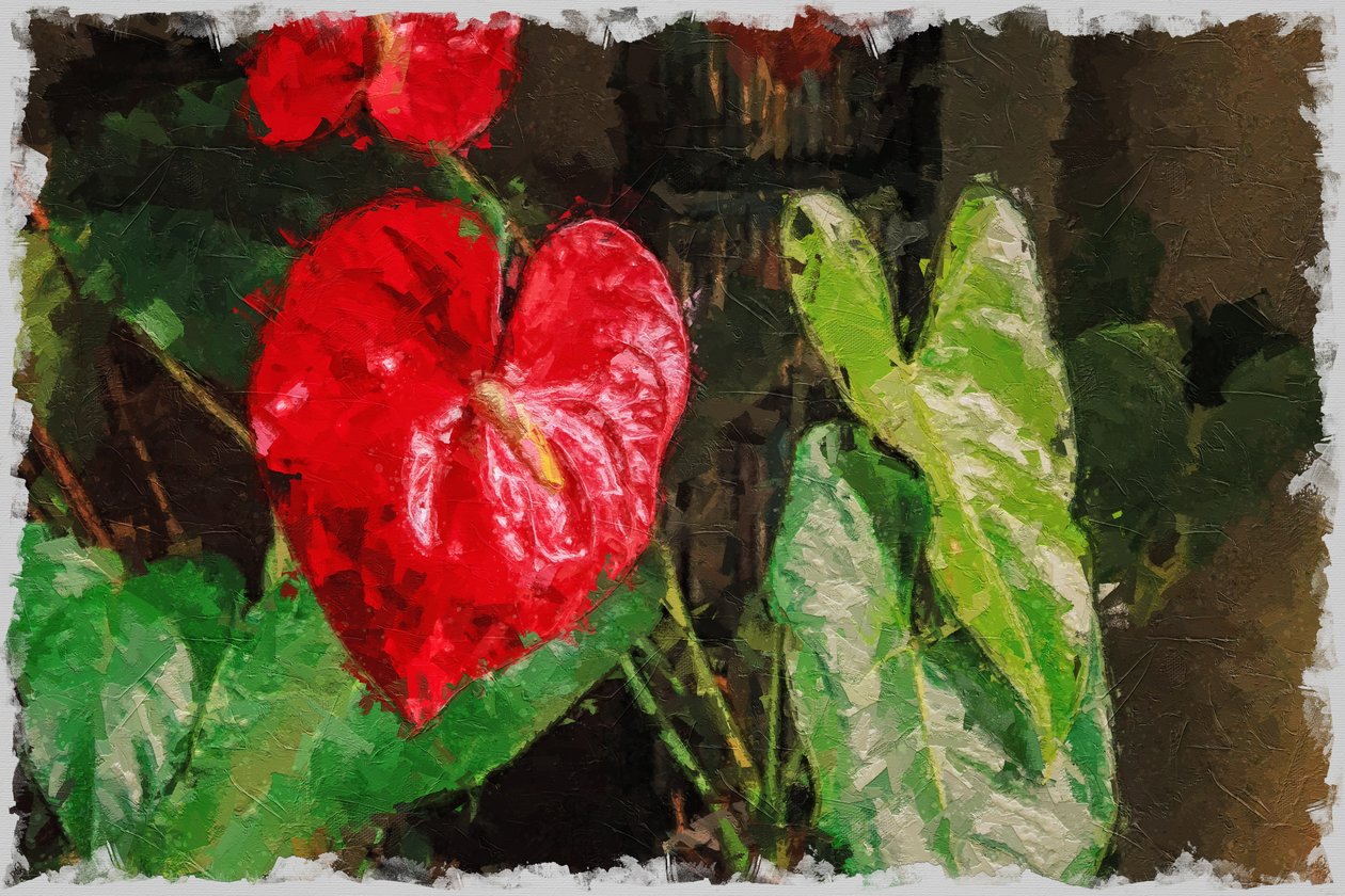 En stor, röd hjärtformad Anthurium för Alla hjärtans dag av Mano Chandra Dhas