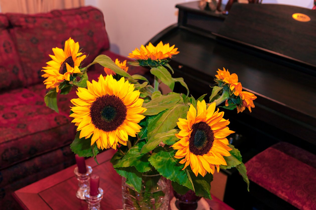 Klargula solrosor eller Helianthus Annuus från Anderna i Colombia dekorerar ett hem i staden Bogota av Mano Chandra Dhas