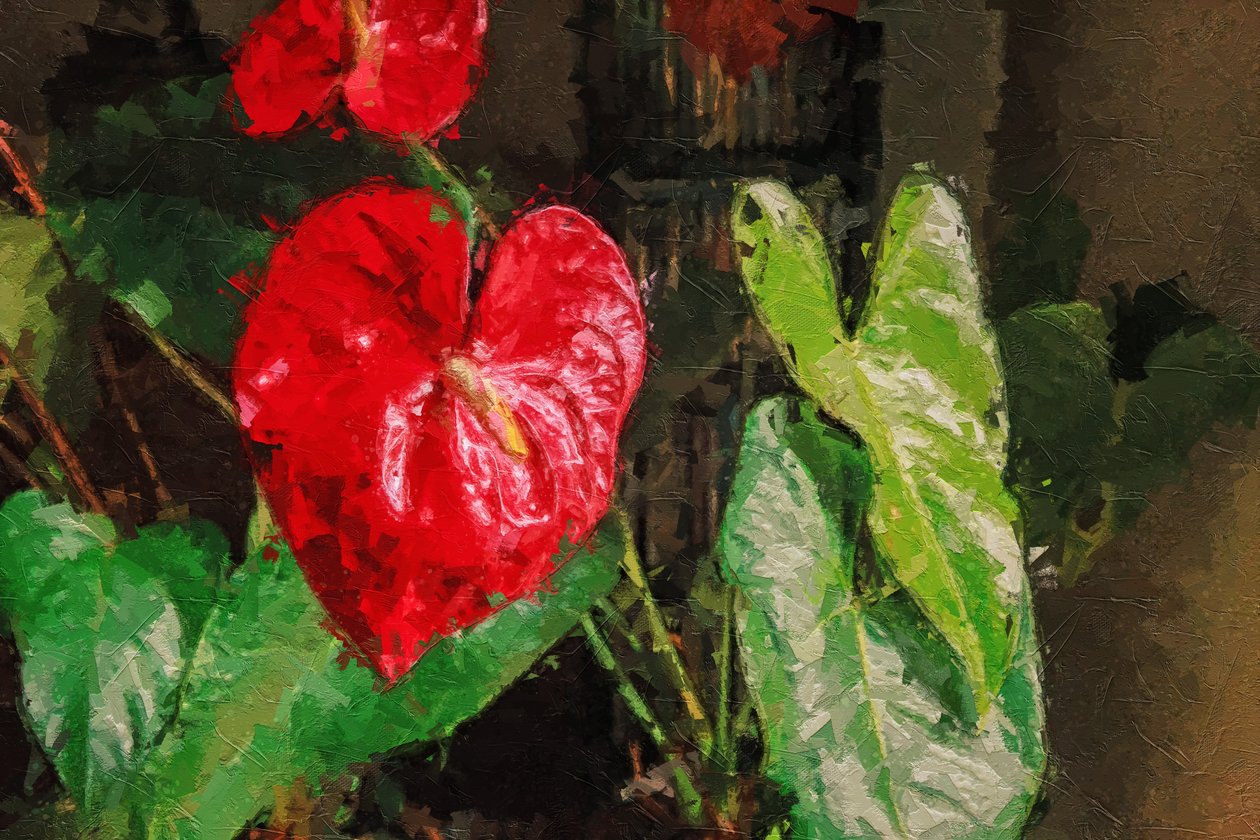 Stor röd hjärtformad anthurium av Mano Chandra Dhas