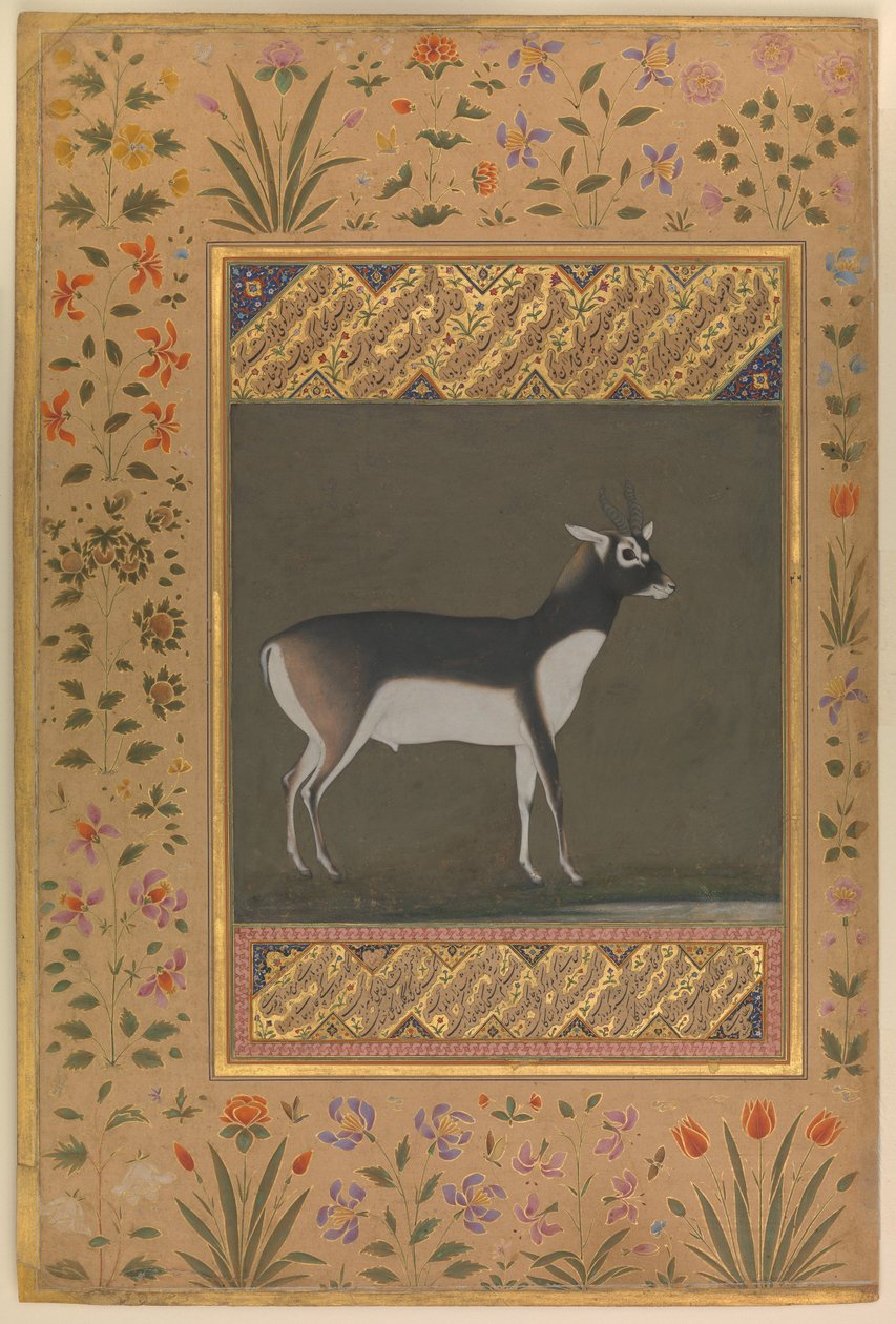 Black Buck, Folio från Shah Jahan Album, c.1615-20 av   Manohar