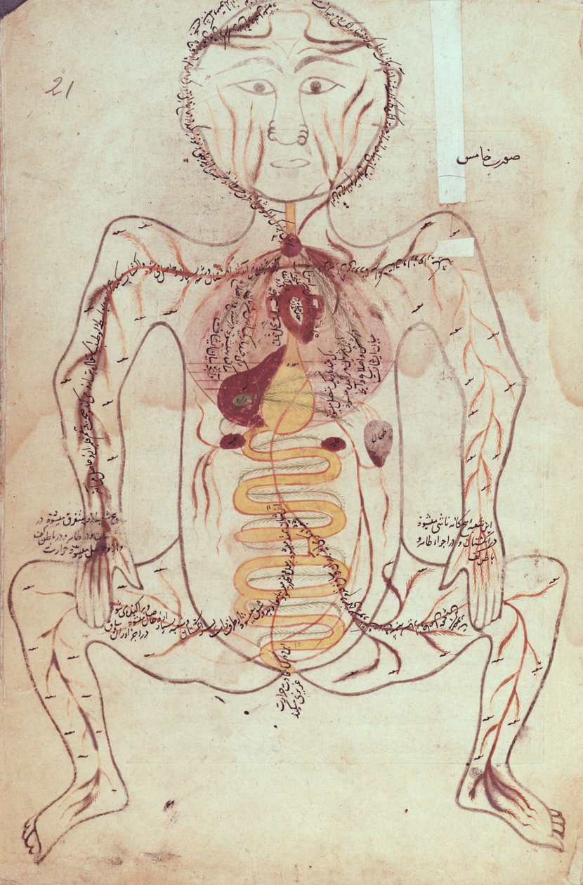 Ms Persan 1555 Anatomiskt diagram över det mänskliga cirkulations- och matsmältningssystemet, c.1425-50 av Mansour b. Eliyas Chirazi