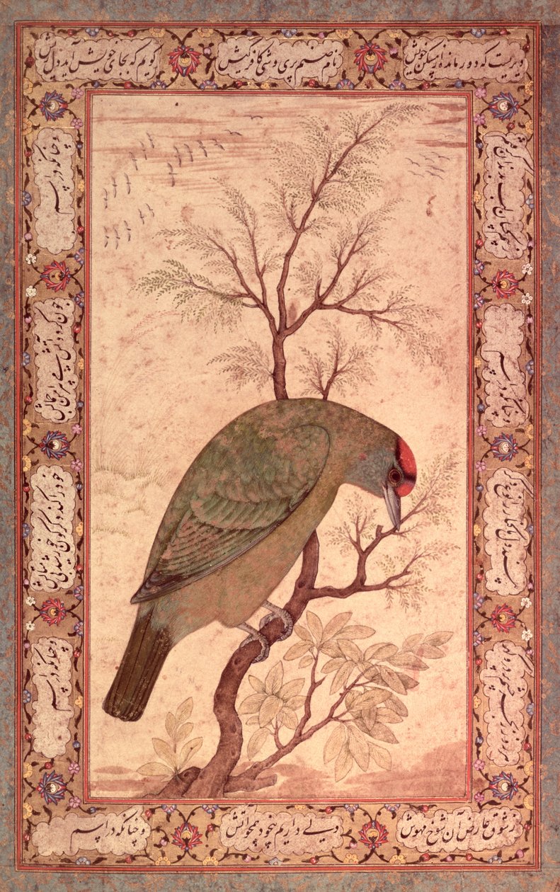 En barbeten (blåstrupig fågel från Himalaya) Jahangir-period, mogul, 1615 av Mansur