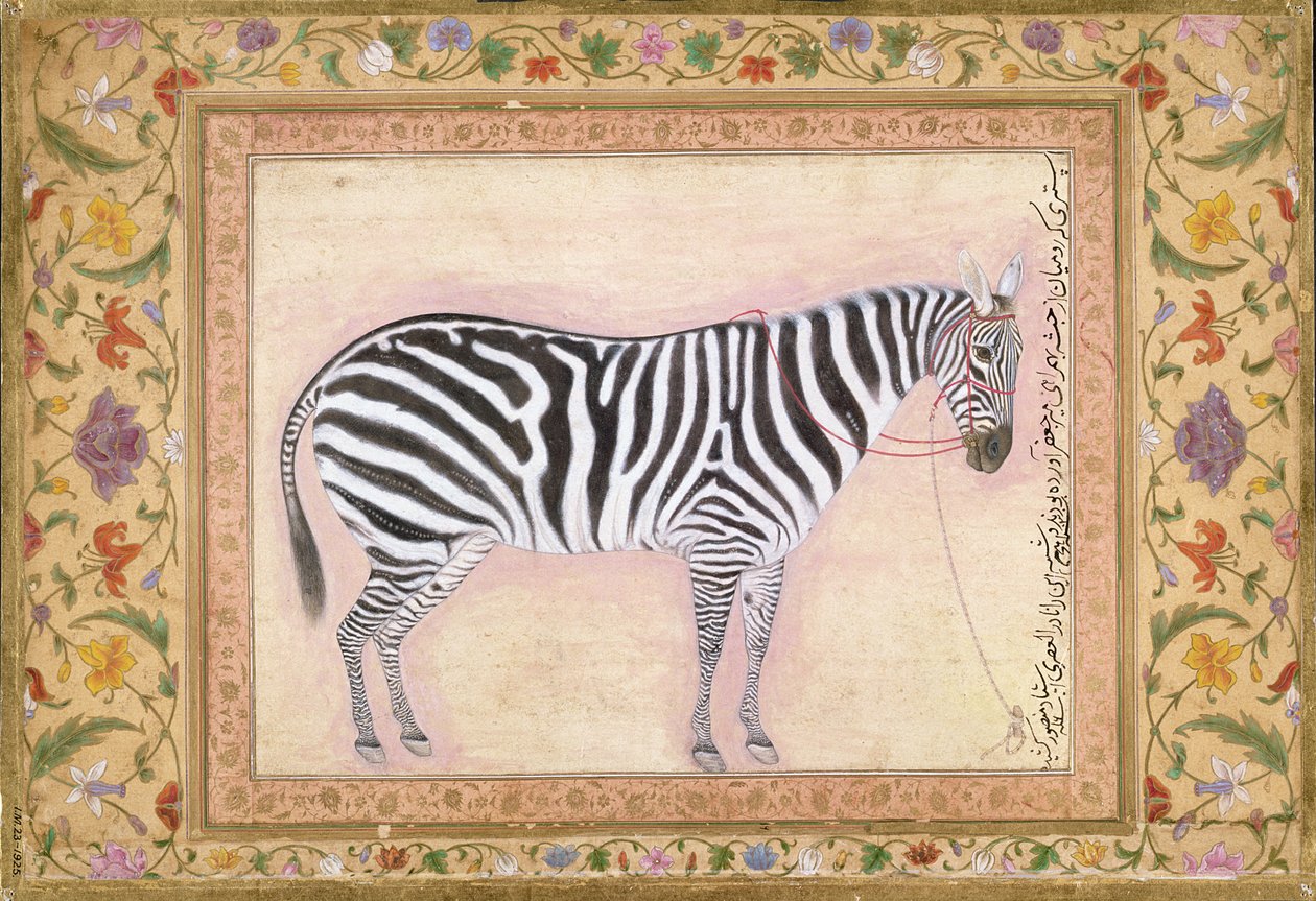 Zebra, från 