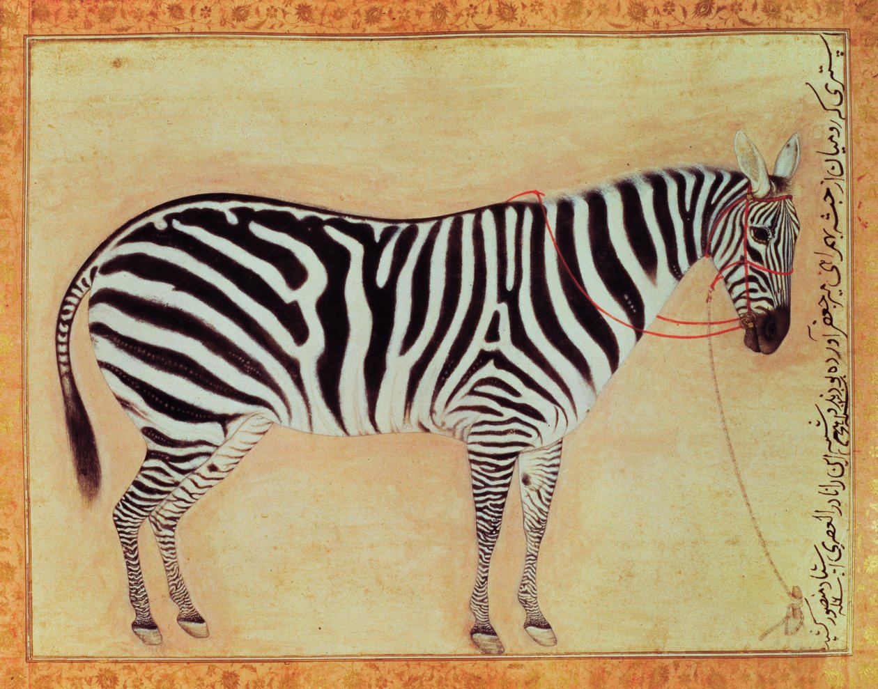 Zebra, från Minto Album, Mughal, 1621, av Mansur