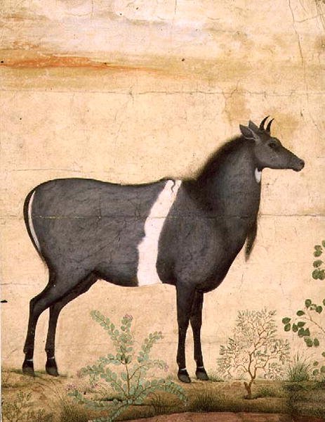 PD.78-1948 Nilgai (blå ko) Mughalskola, tidigt 1600-tal (gouache) av Mansur (attr. to)