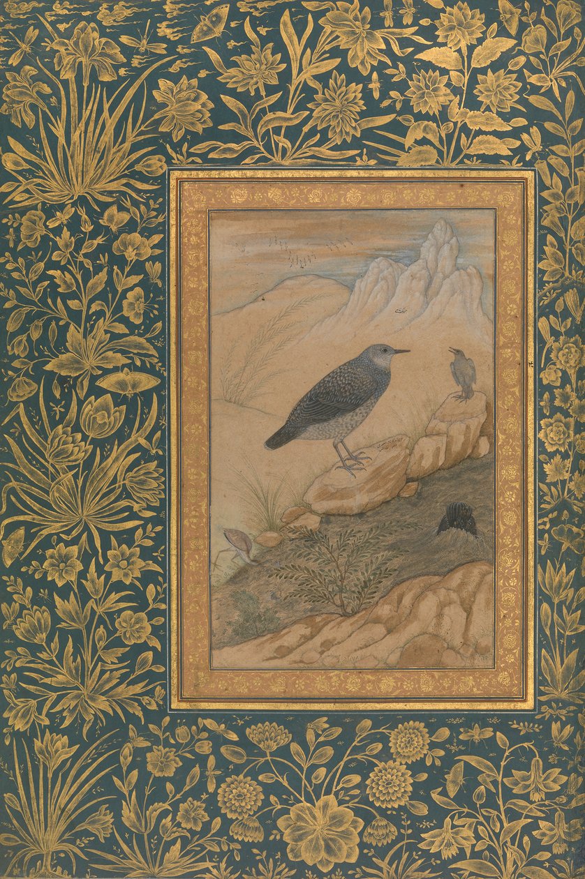 Diving Dipper and Other Birds, Folio från Shah Jahan Album, recto: ca. 1610-15. av Mansur