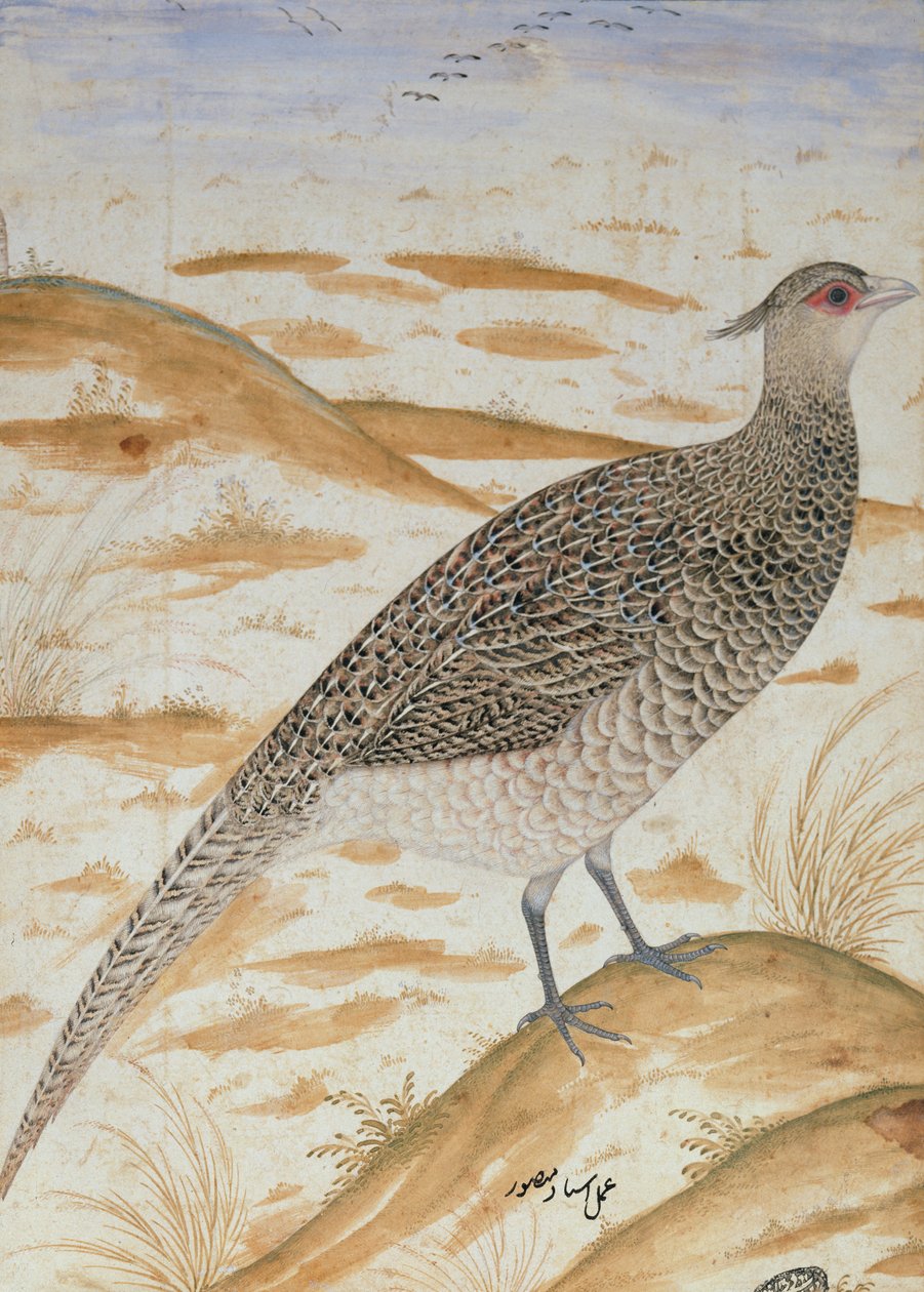 Himalayas hejarfasan, Jahangir-perioden, Mughal, ca 1620 (akvarell) av Mansur