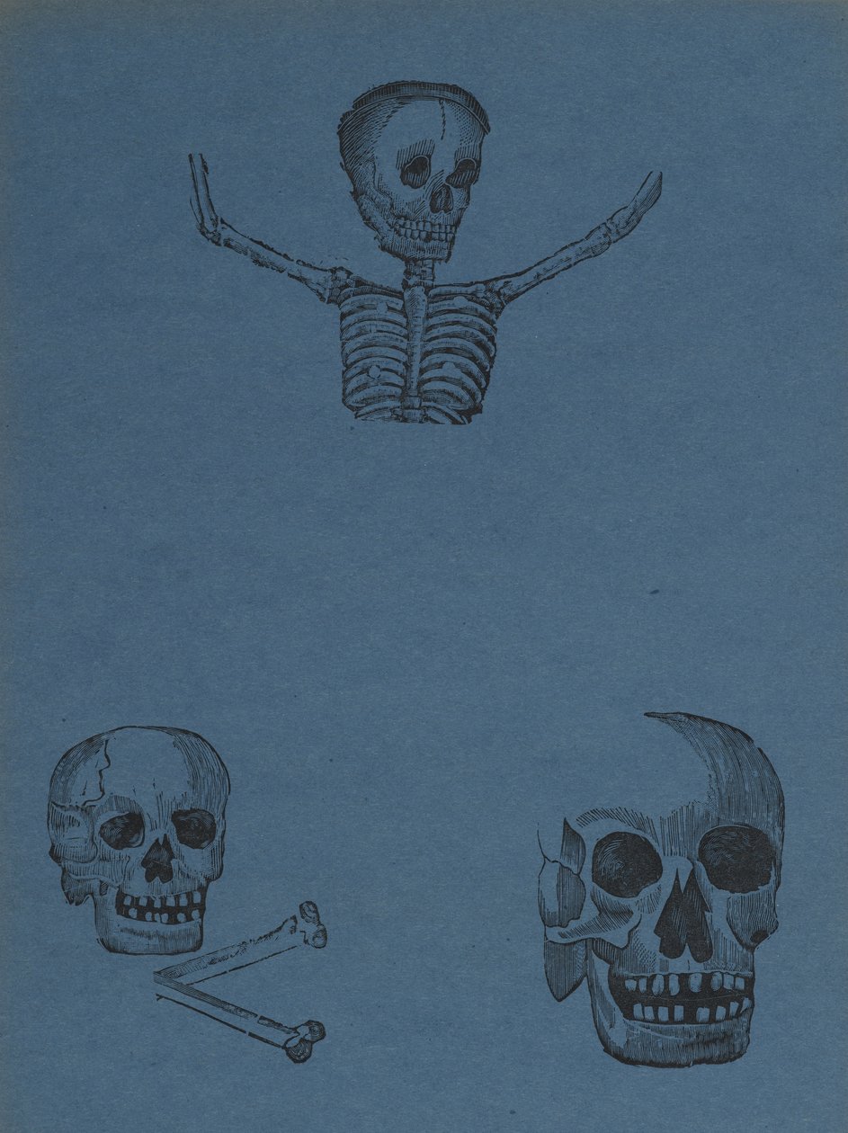 Studier av skallar och skelett, från 330 Grabados Originales, tryckta av Antonio Vanegas Arroyo (1850-1917), Mexico City, Mexiko (reliefstick) av Manuel Manilla