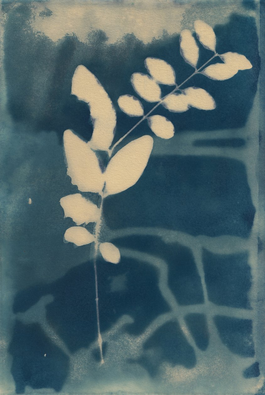Cyanotypi, 2023 (cyanotypi på papper) av Marco Campedelli