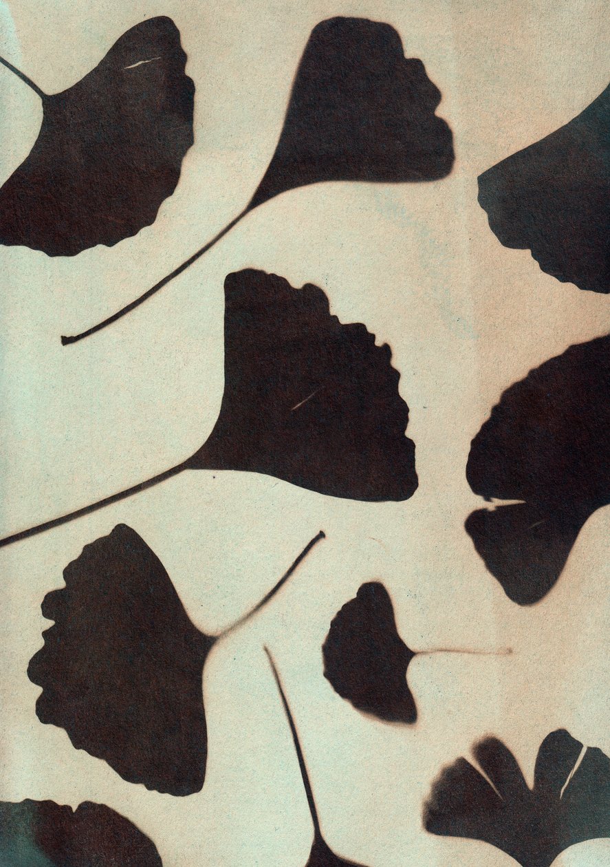 Ginkgo biloba, 2023 (cyanotypi, blandteknik) av Marco Campedelli