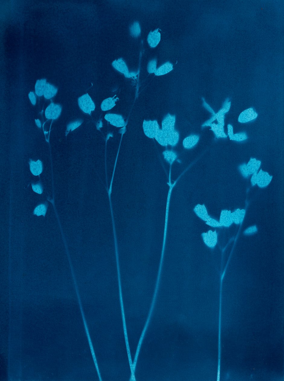 Little Flowers, 2023 (cyanotypi) av Marco Campedelli