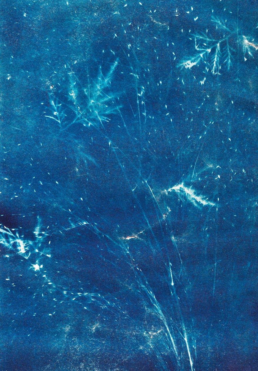 Utan titel, 2023 (cyanotypi) av Marco Campedelli