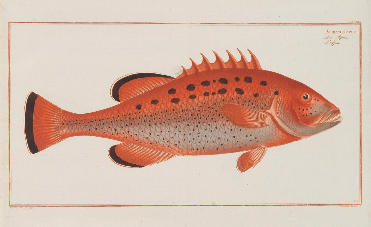 Allmän naturhistoria för Tysklands fiskar, 1782-1793. av Marcus Élieser Bloch
