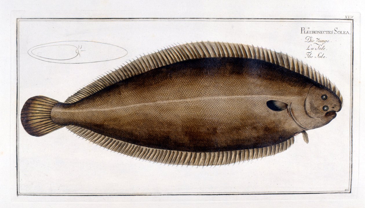 Naturhistorisk skylt: La Sole d