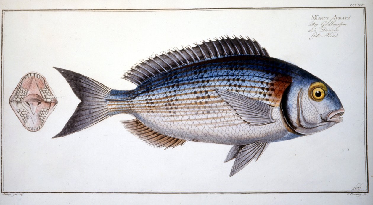 Naturhistorisk skylt: Braxen av Marc Elieser Bloch Ichtyologie Paris - Berlin - London 1787. av Marcus Élieser Bloch