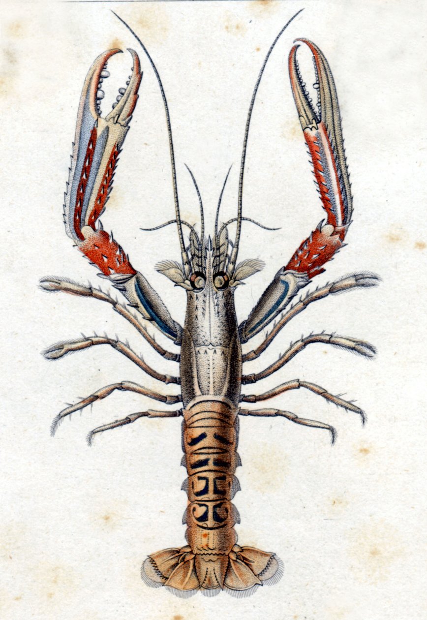 Natural History Plate: The Langoustine efter Marc Elieser Bloch Ichtyologie Paris - Berlin - London 1787. av Marcus Élieser Bloch