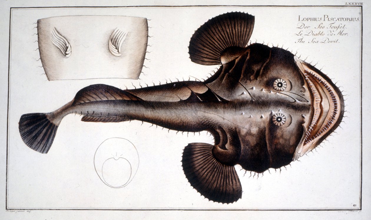 Naturhistorisk skylt: Lotte d