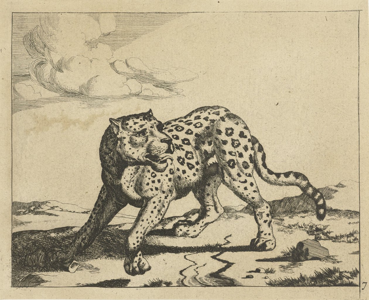 Leopard, stående till vänster, gå till höger Leopards (serietitel) av Marcus de Bye