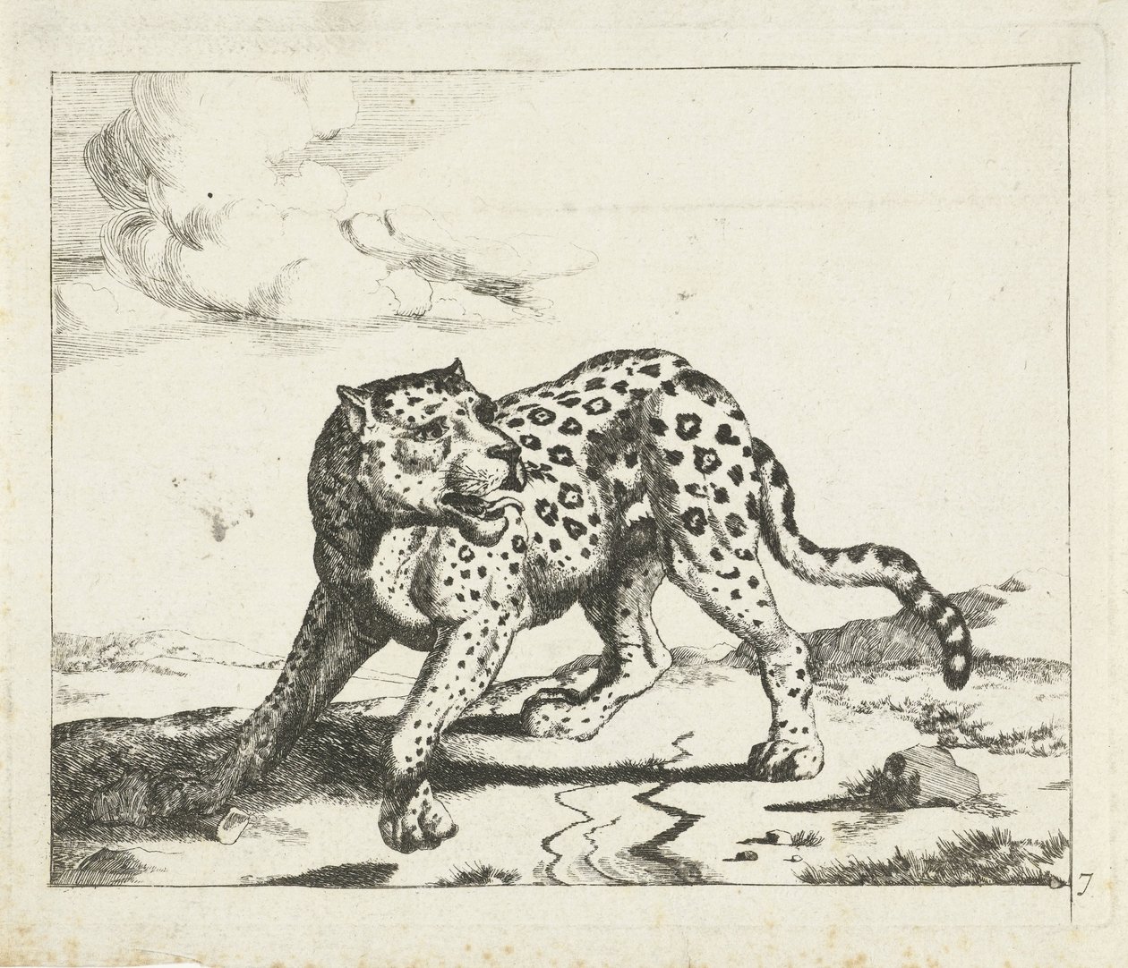 Leopard, stående till vänster, gå till höger Leopards (serietitel) av Marcus de Bye