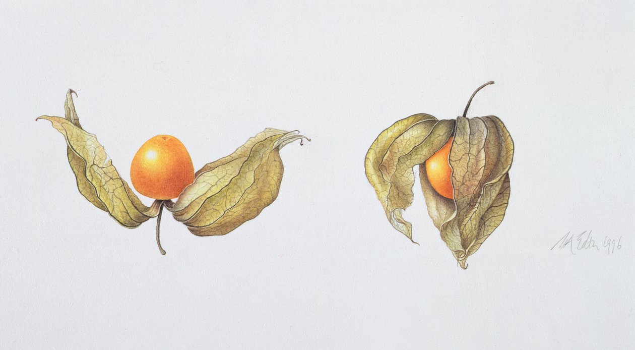 Cape Krusbär (Physalis peruviana) 1996 (wc på papper) av Margaret Ann Eden