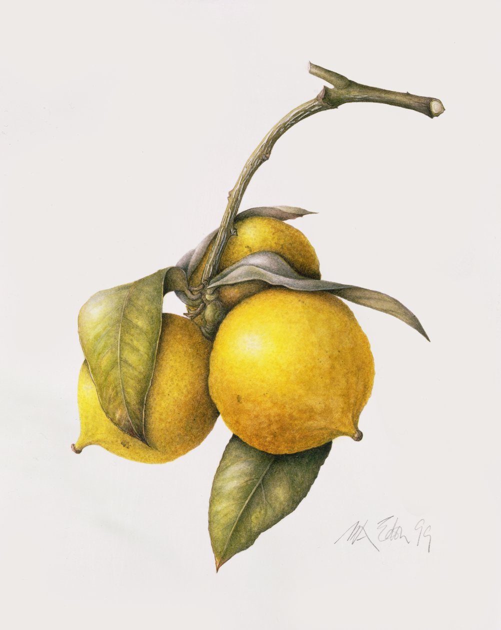 Citrusbergamott, 1999 av Margaret Ann Eden
