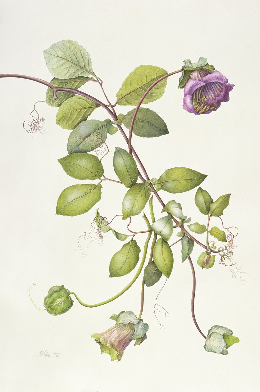 Cobaea Scandens, 1995 av Margaret Ann Eden