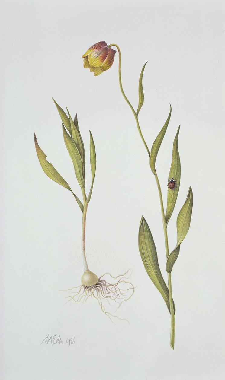 Fritillaria Michailovsky, 1996 (wc på papper) av Margaret Ann Eden