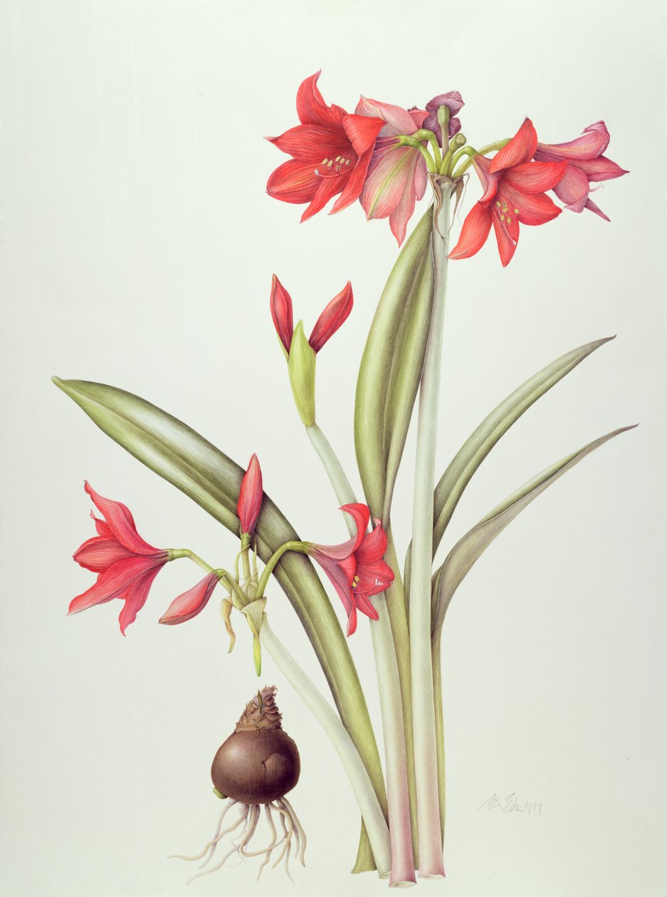 Hippeastrum Pamela, 1999 (wc på papper) av Margaret Ann Eden