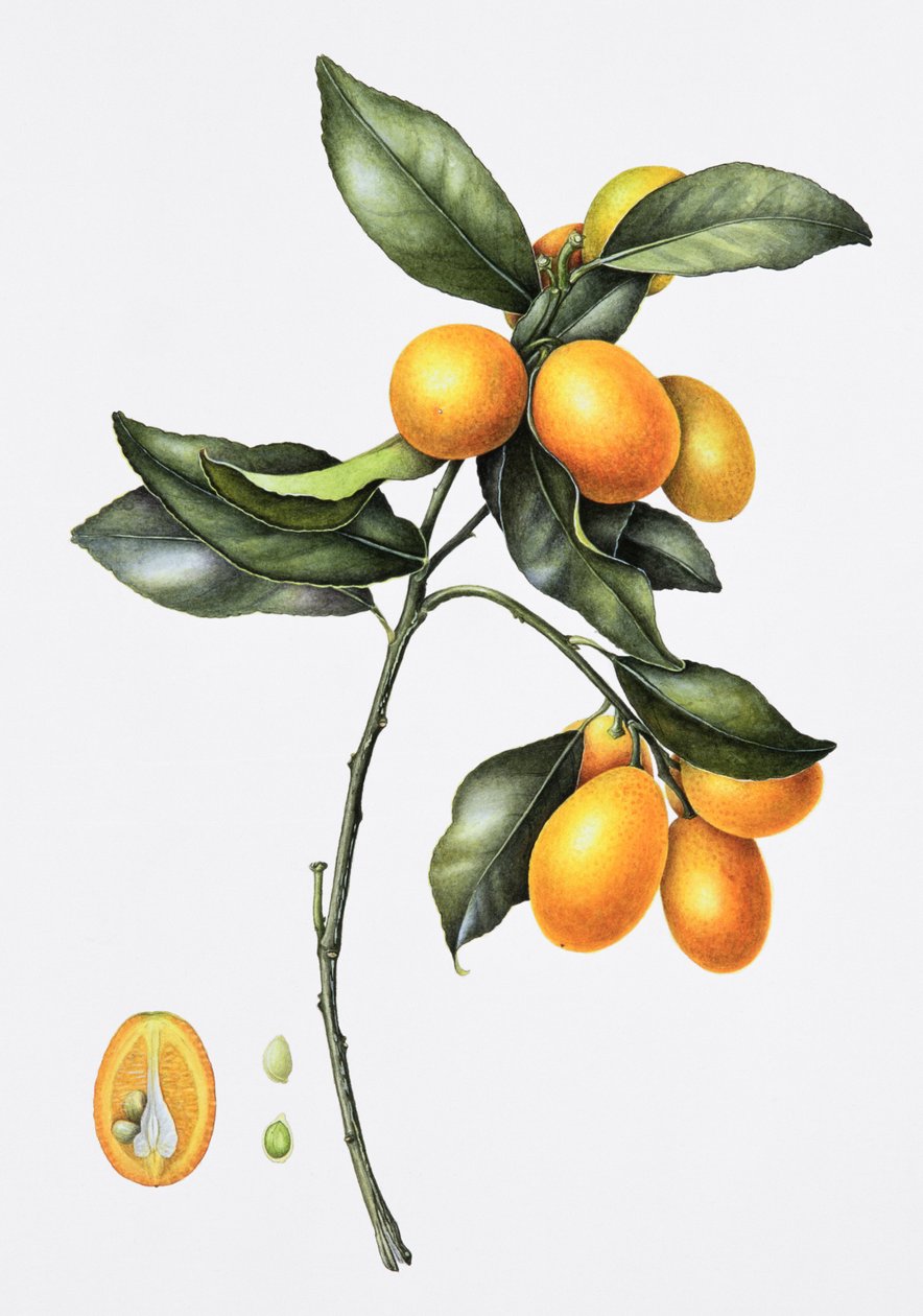 Kumquat, 1996 (wc på papper) av Margaret Ann Eden