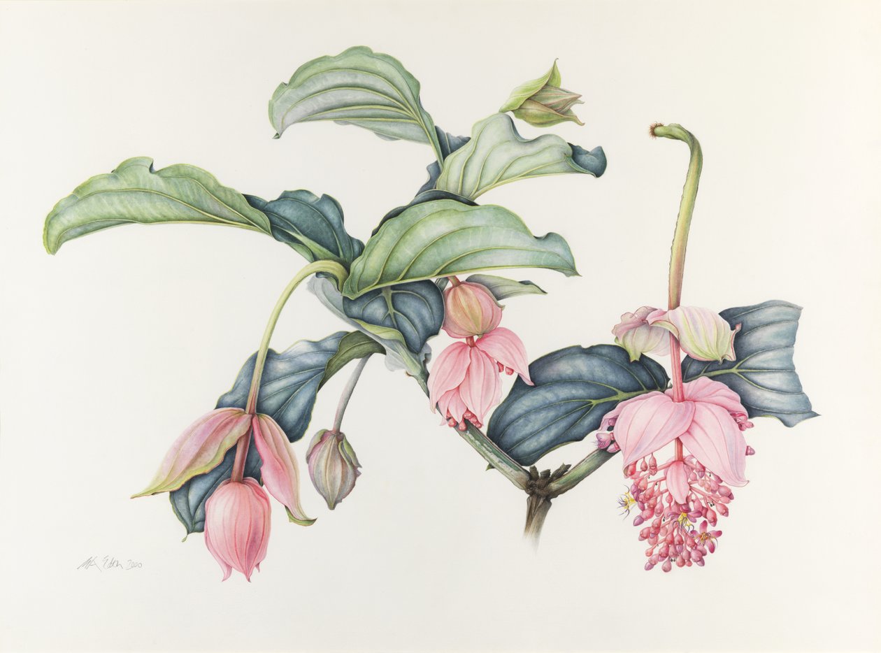 Magnifik Medinilla av Margaret Ann Eden