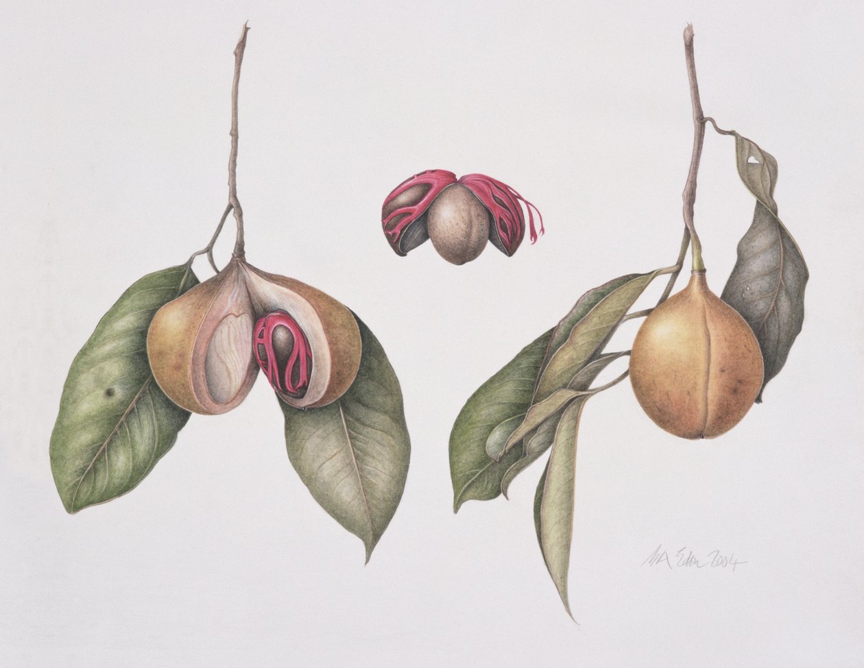 Muskotnöt (Myristica fragrans) 2004 (wc på papper) av Margaret Ann Eden