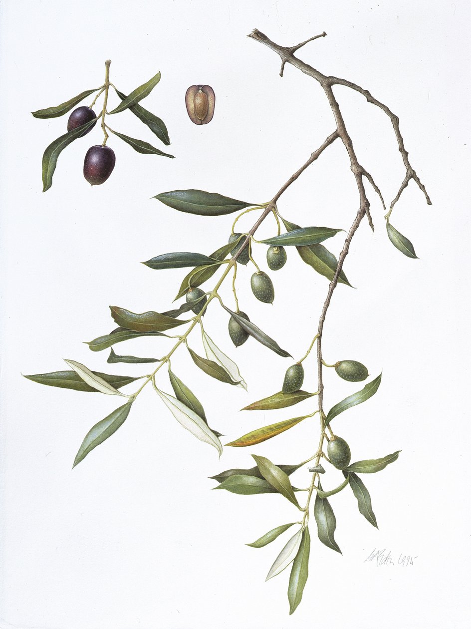 Olive, 1995 (wc på papper) av Margaret Ann Eden