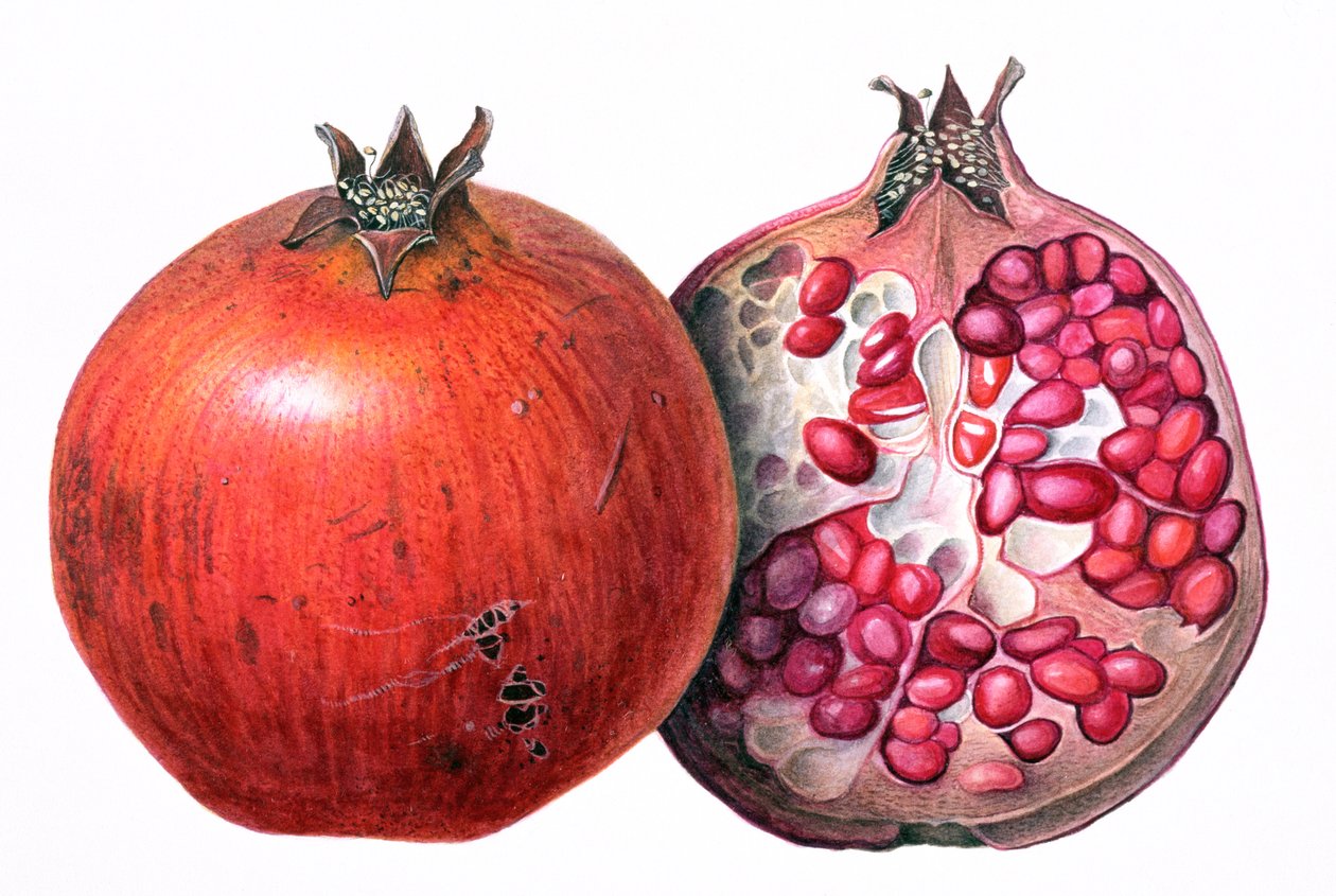 Granatäpple, 1995 (wc på papper) av Margaret Ann Eden