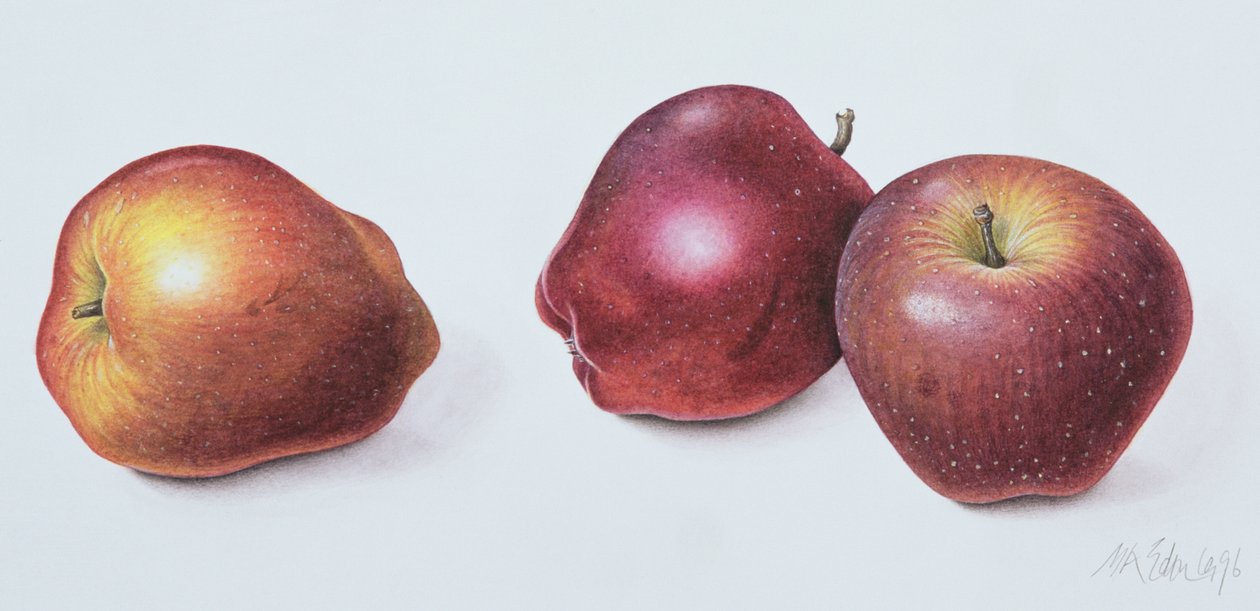 Röda äpplen, 1996 (wc på papper) av Margaret Ann Eden