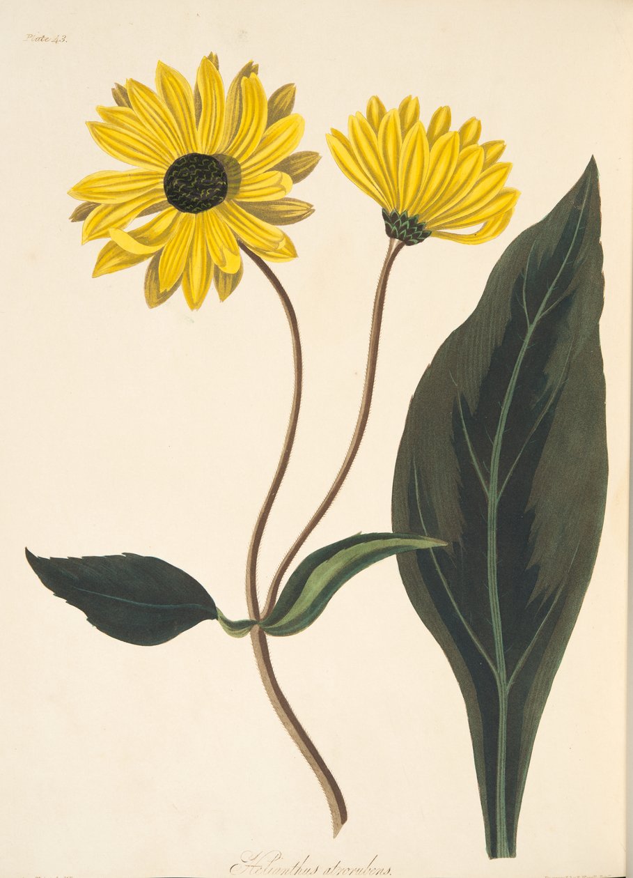 Mörkögd solros, från blom-illustrationer av årstiderna, pub. 1829 (handfärgad gravyr) av Margaret Roscoe