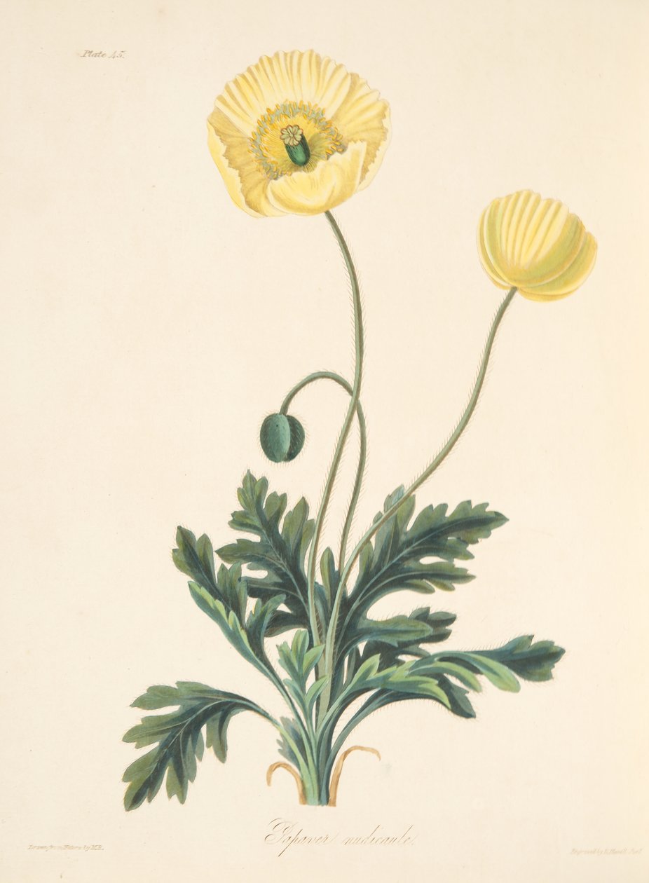 Naken-stalked vallmo, från blom-illustrationer av årstiderna, pub. 1829 (handfärgad gravyr) av Margaret Roscoe