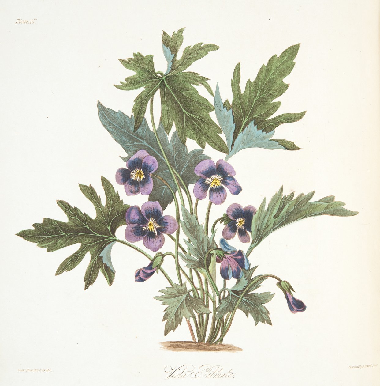 Palmate leafed Violet, från blom- illustrationer av årstiderna, pub. 1829 (handfärgad gravyr) av Margaret Roscoe